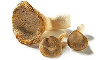 Zutaten Bild: Kräuter Seitlinge Pilze