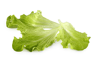 Zutaten Bild: Pflück Salat