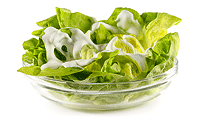 Kopf Salat